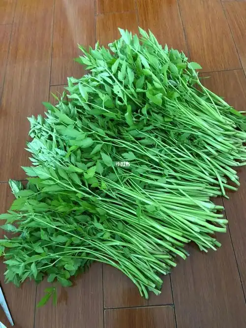 野菜水芹菜
