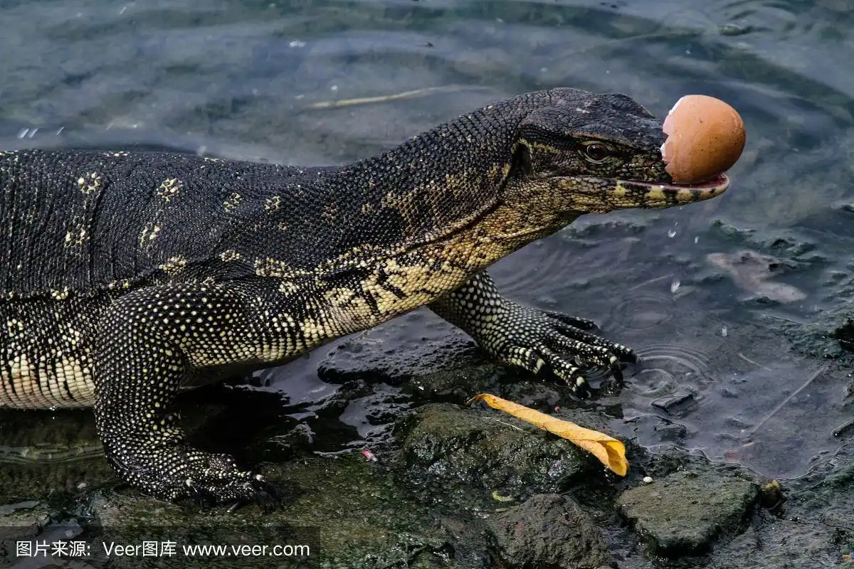 亚洲水巨蜥,自然,野生动物,水平画幅,无人
