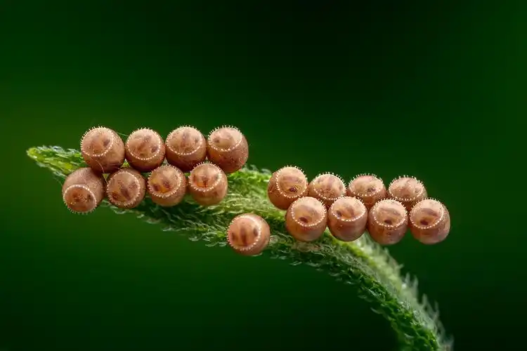 蝽卵- 彼墨123 - 图虫