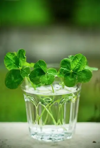 三叶草与四叶草听说都是幸运草