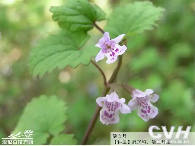 散瘀活血丹(图书)散瘀活血丹出自《实用正骨学》,其主要功效为散瘀