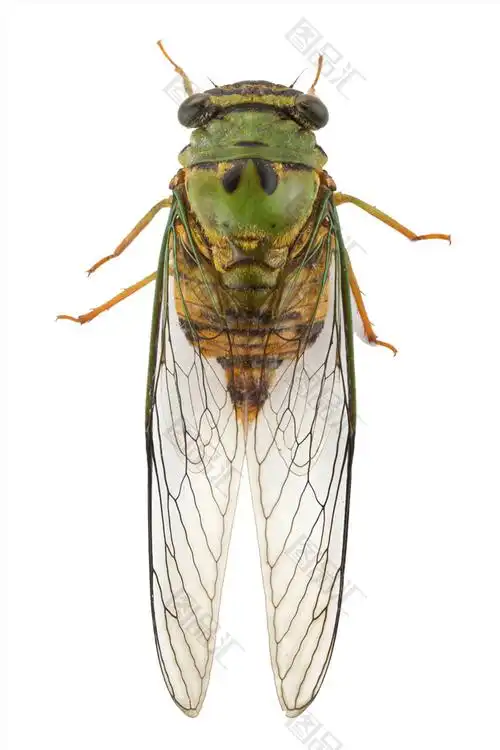 内容是免抠素材绿色蝉,尺寸为1000px*1000px,格式为png,颜色模式是rgb