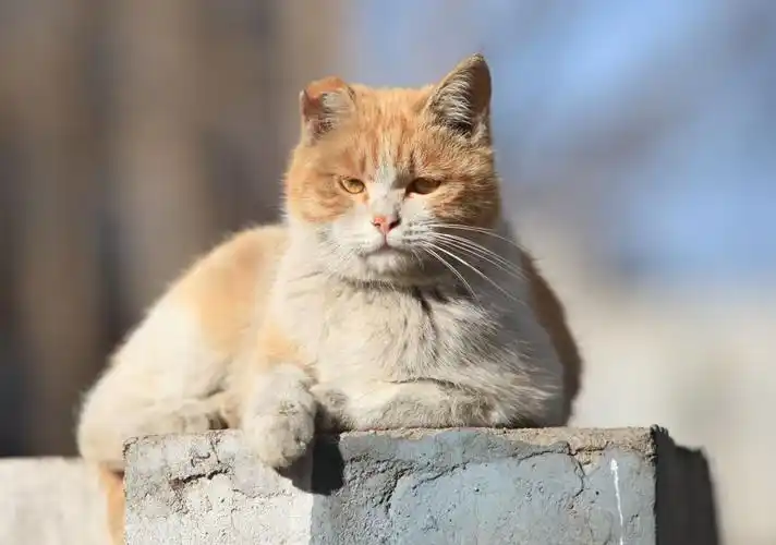 【寻猫】黄色狸花,缺半个耳朵的男猫
