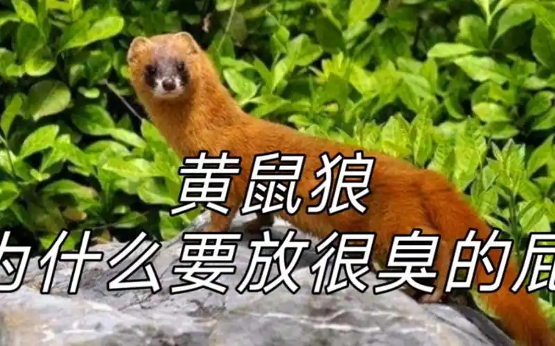 黄鼠狼为什么要放很臭的屁