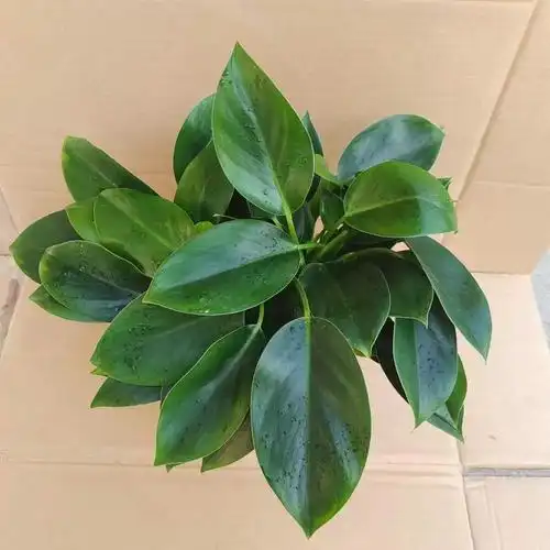 大叶金钻红钻室内绿植绿公主盆栽花卉办公室家庭净化空气四季常青