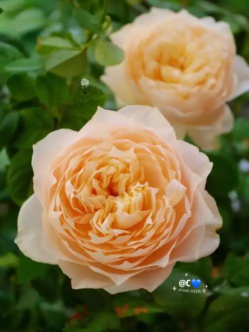 华南地区月季推荐龙猫直立大花耐热