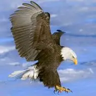 头像鹰霸气好看的鹰头像大全图片