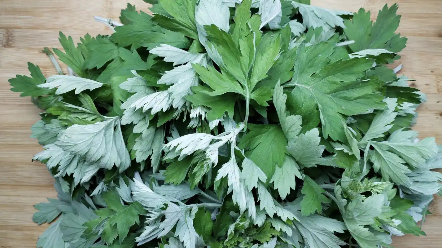 女人专属的食材艾叶,用这种方法制作美食,清香爽口,放一年不坏