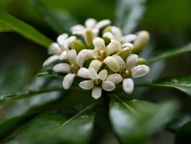 谷雨时节 海桐飘香