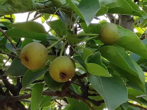 《大河庄园》:的梨树果实累累挂满枝头.