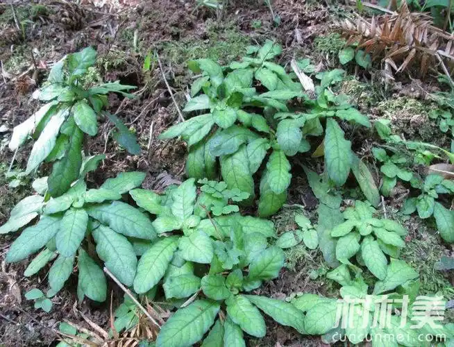 农民种植白背草,年利润达30万!