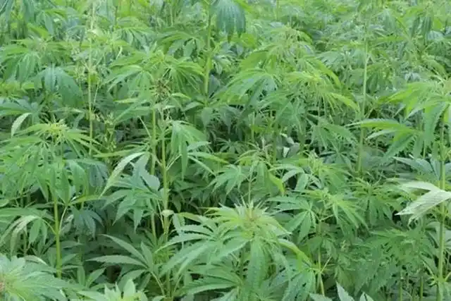 麻子是什么,麻子是什么植物图片(麻子,炒麻籽,麻汤饭及其他)