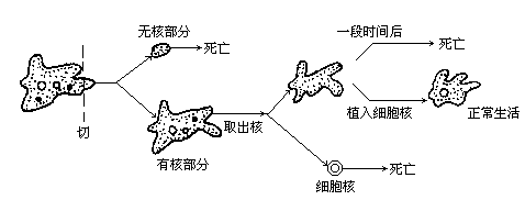 如果将一个变形虫的核取出,无核部分能够短期生存,但不