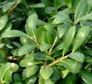 冬青叶的功效与作用-图片-禁忌-乡间郎中