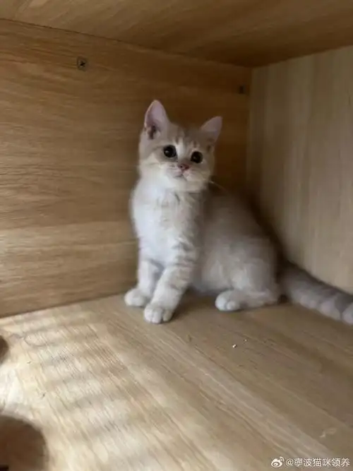 0629-11(宁波)英短蓝金弟弟 ,疫苗是6月初打的 驱虫体内体外都做过