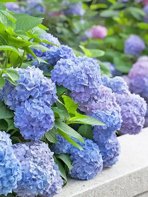 虹越 绣球花无尽夏 | 早安零贰玖