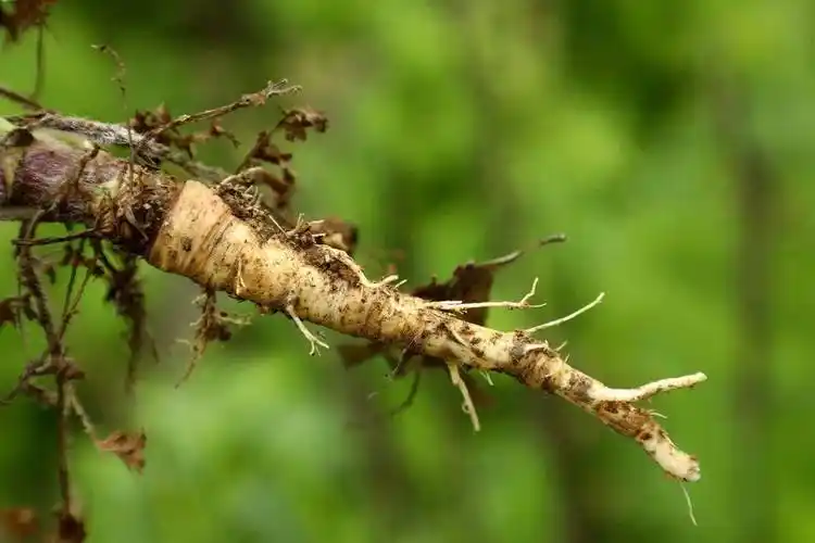 你知道吗胡萝卜最早不是橙色的而是