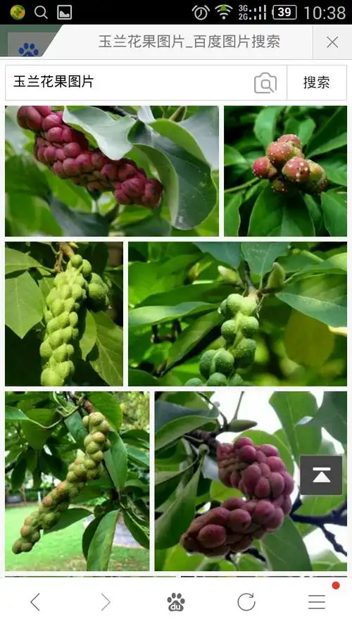 木兰科落叶乔木,别名白玉兰,望春,玉兰花.