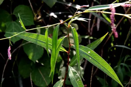 水蓼蓼科扁蓄属蓼属