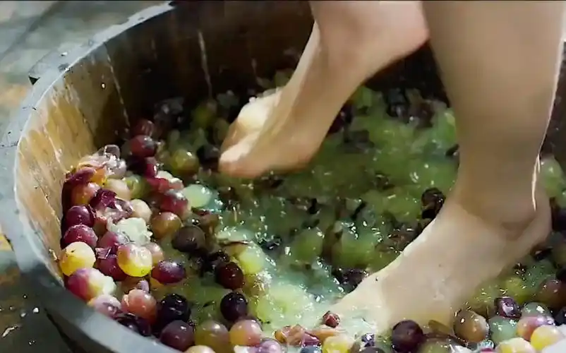 美女用脚踩出来的酒你愿意喝吗………_哔哩哔哩_bilibili