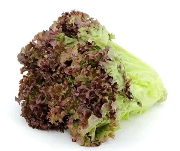 生菜的6个类别,各有什么特点?生菜竟然不全是绿色的,长知识了