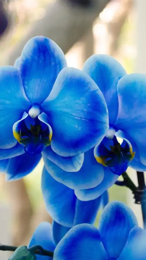 蓝色蝴蝶兰,兰花 iphone 壁纸