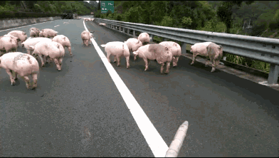 392_222gif 动态图 动图