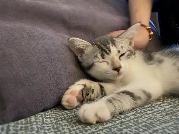 美短猫是一种活泼可爱的猫咪品种,它们的睡姿可谓百态百变,从中我们也