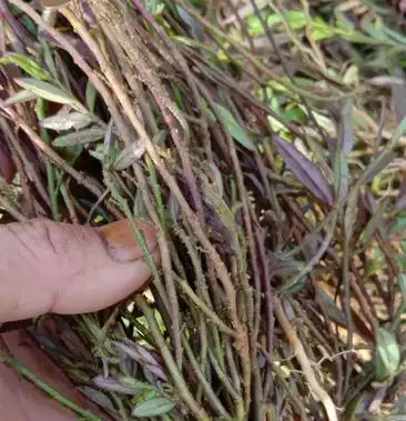 [金牛草批发]野生细叶紫背金牛小金牛草金不换价格50.