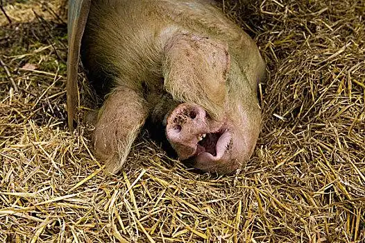 蔽护,稻草,床上用品蒙眼,男人接待驾驶员,交谈,手机,读报男人,睡觉