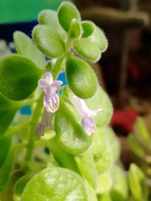 第一次见碰碰香开花