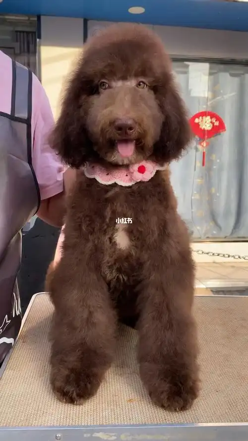 这小眼神也太可爱了吧#巨型贵宾犬  #巨贵  #巨型泰迪plus