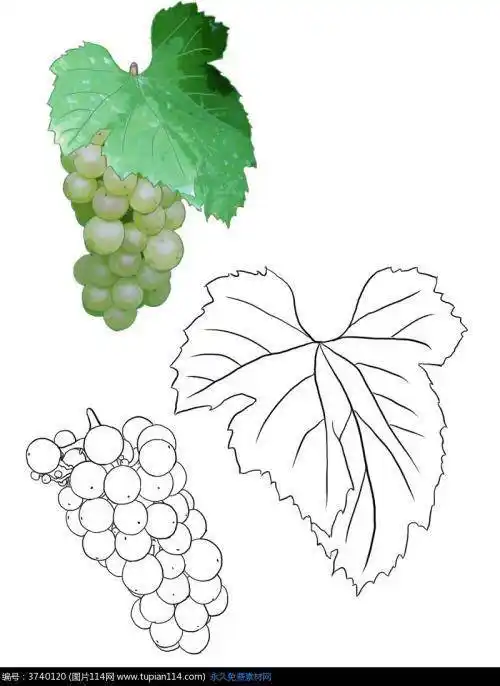 葡萄叶子简笔画 葡萄叶子简笔画图片