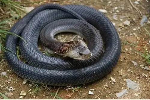 十大恐怖动物令人毛骨悚然的存在