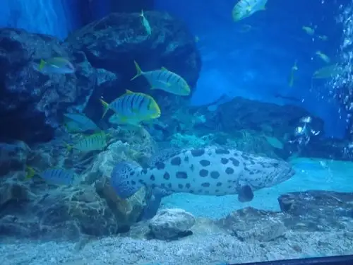 游天津海昌极地海洋公园——五(6)董一诺