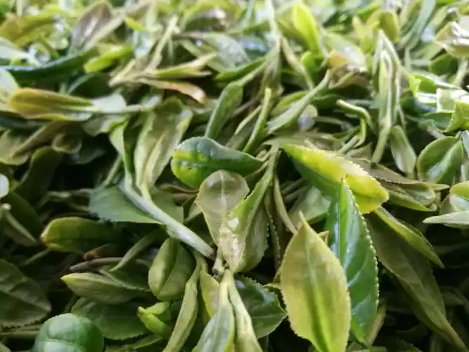 茶,香叶,嫩芽,慕诗客