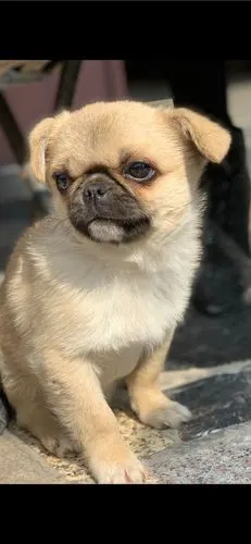 我还在那儿遇到了一只特别可爱的小哈巴狗