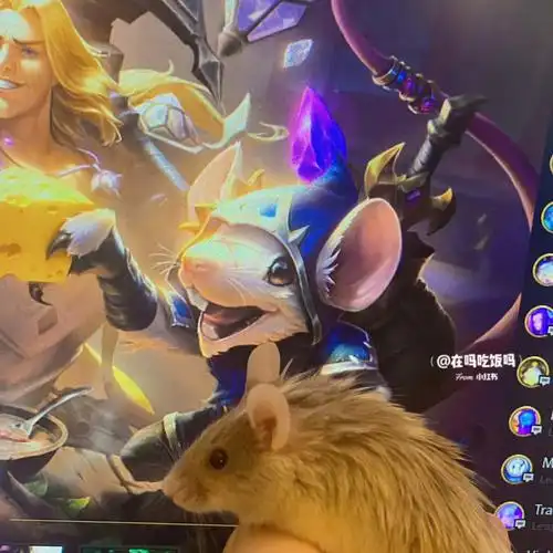 谁又能拒绝一只小图奇呢