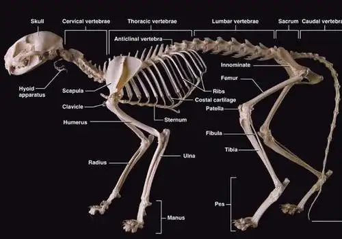 猫咪神经问题并非全部来源于大脑脊柱同样存在多种隐患