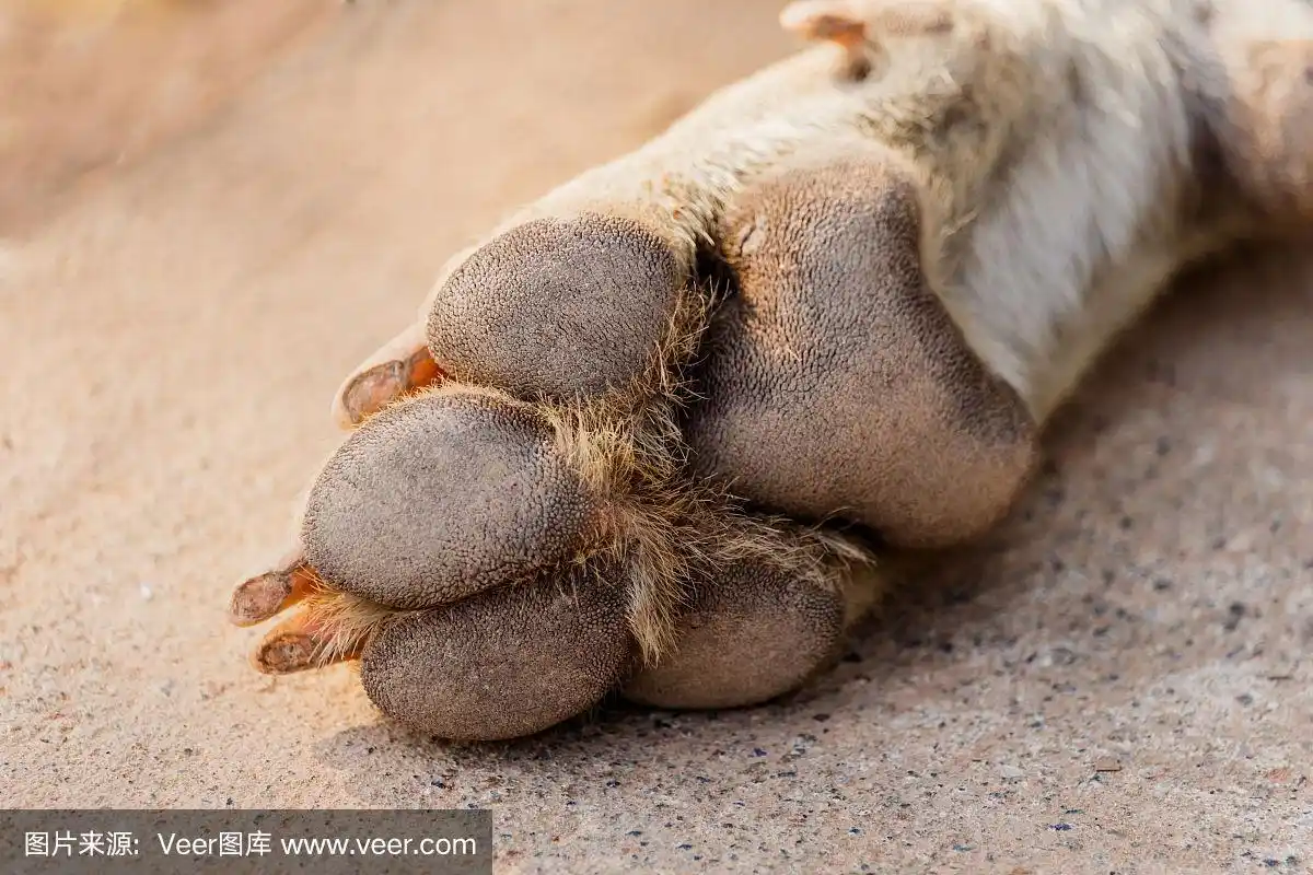 爪子,脚印,狗,非凡的,特写