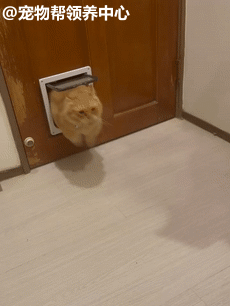 不想半夜被吵醒主人装猫门却第一天就后悔了还能这么玩