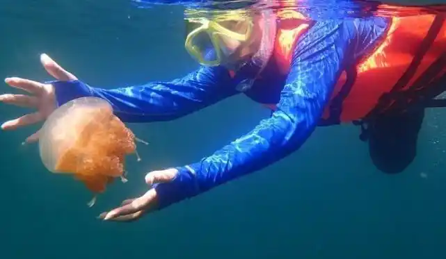 海外游客不顾鳄鱼威胁潜入帕劳水母湖水下拍出美轮美奂的奇景