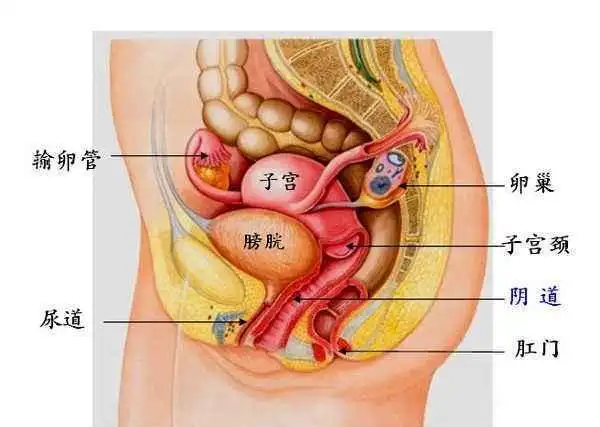 没有子宫的女人和正常的女性有何不同呢妇科医生告诉您实情