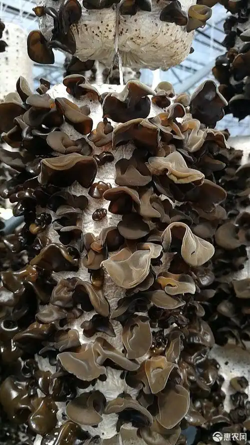 2019 黑龙江小兴安岭伊春黑木耳