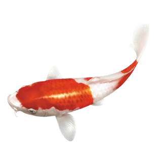 1尺寸:225*220下载png手绘红色鲤鱼图案下载png下载:0尺寸:852*457