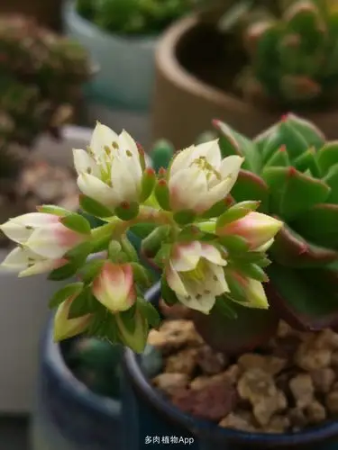 家有鲜肉 蒂亚开花