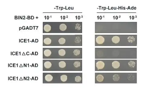 2个案例告诉你酵母双杂交低温胁迫那些事儿