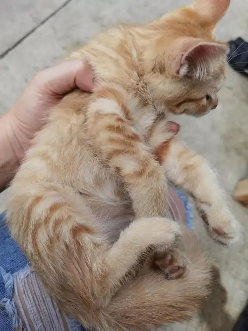 橘色狸花求领养免费北京限今天明天就要被无良主人扔了