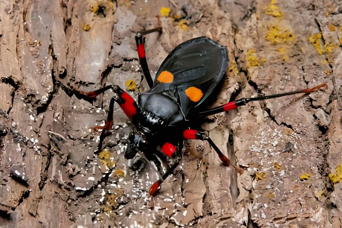 每天认识一种昆虫——橙斑猎蝽 橙斑猎蝽别名橙双斑猎蝽,是半翅目