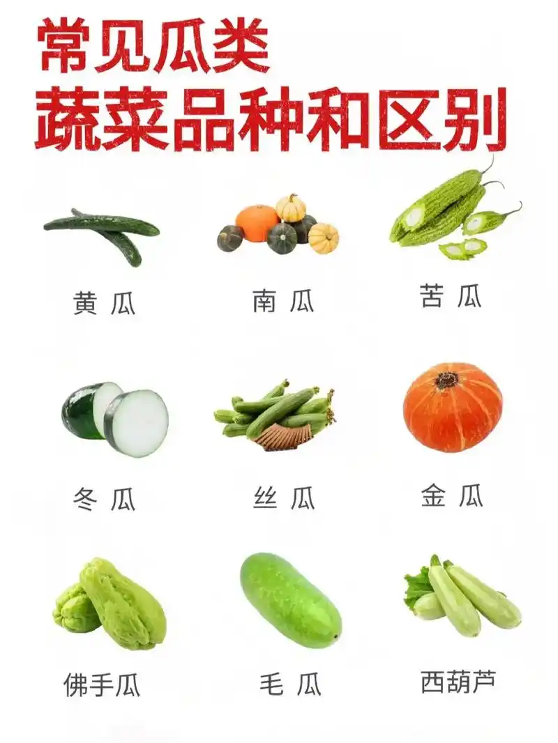 瓜的品种和区别.#合理饮食营养均衡 #健康饮食健康生活 - 抖音